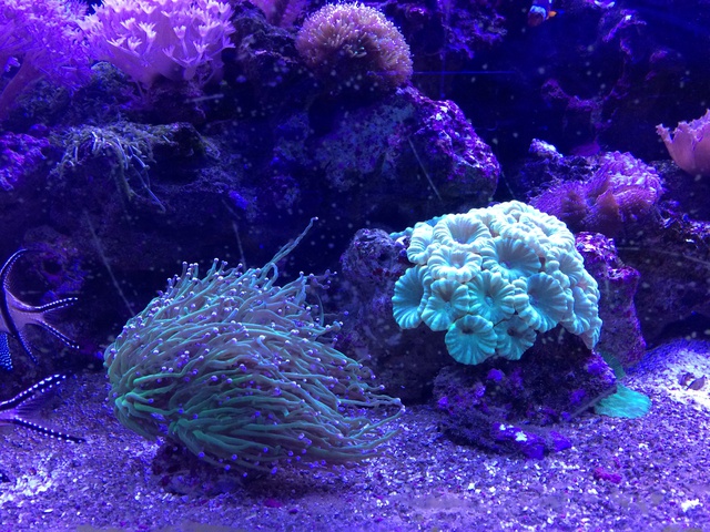 747878aquaria17_0_84_img_2233.jpg