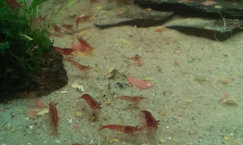 754411_0_82_imag2256.jpg