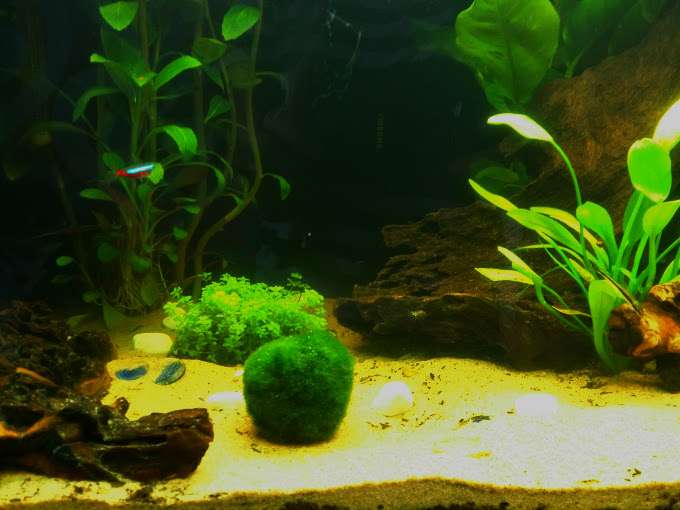 755762_0_82_aquarium_160_liter_2.jpg