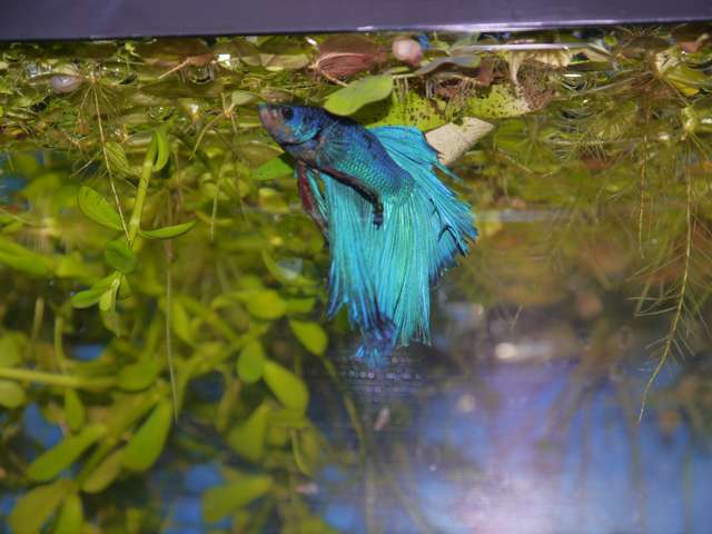 755863_0_82_aquariums_jan_2014_040.jpg
