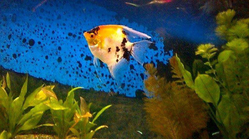 758848kenaquarium_0_82_10735872_963222170361302_1399674023_n.jpg