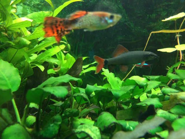 758862aquaria17_0_84_image5.jpg