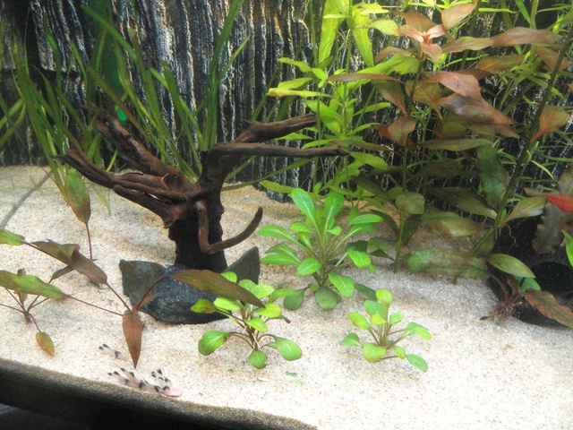 759224martinc_0_85_aquariu.jpg