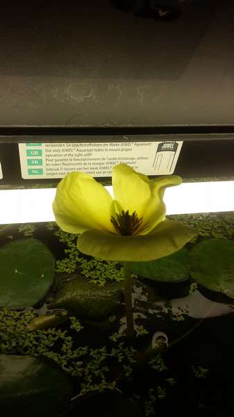 759265_0_82_waterlelie_aquarium.jpg