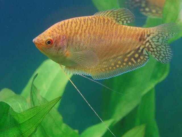 759_Golden_Gourami_Trichogaster_trichopterus.e.jpg