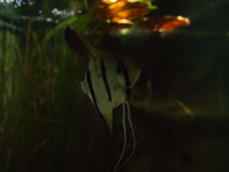 764548puntdrukker_0_82_pa277845.jpg