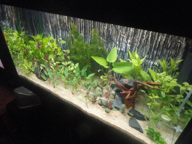 766686martinc_0_85_aquariu.jpg
