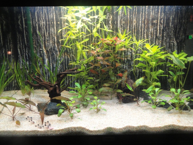 766984martinc_0_85_aquariu.jpg