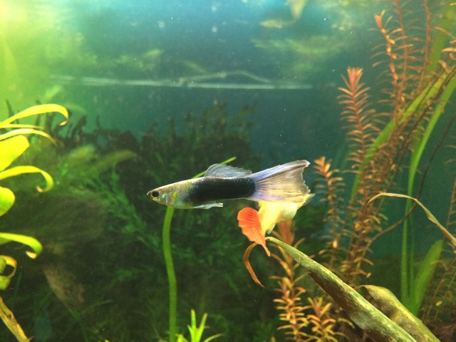 767719aquaria17_0_84_image4.jpg