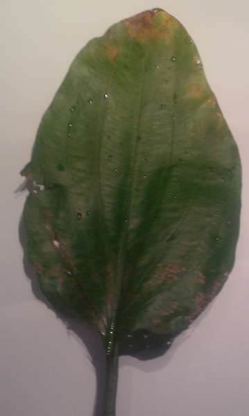 768515dutchynl_0_82_blad__groen_2.jpg
