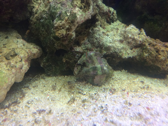 769559aquaria17_0_84_image2.jpg