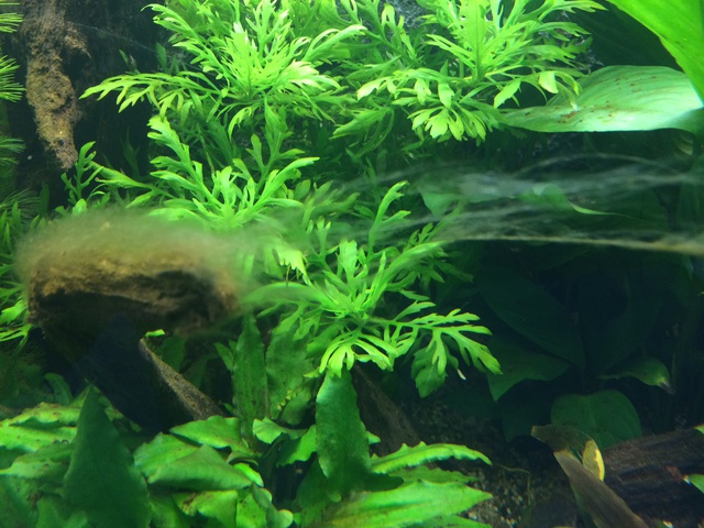 769724paulstone_0_85_aquariu.jpg