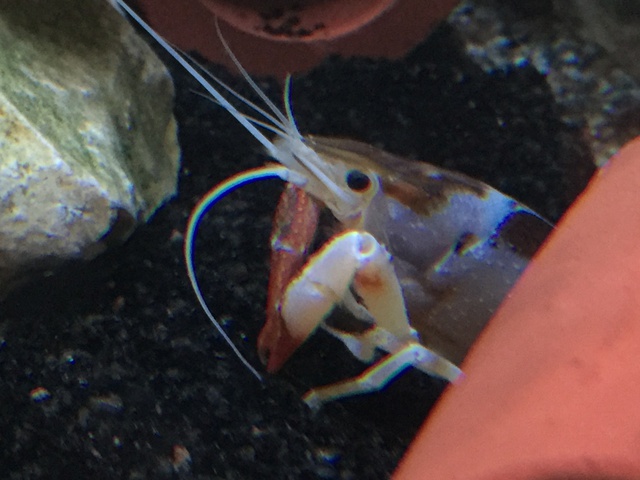 772537pirke64_0_85_aquariu.jpg