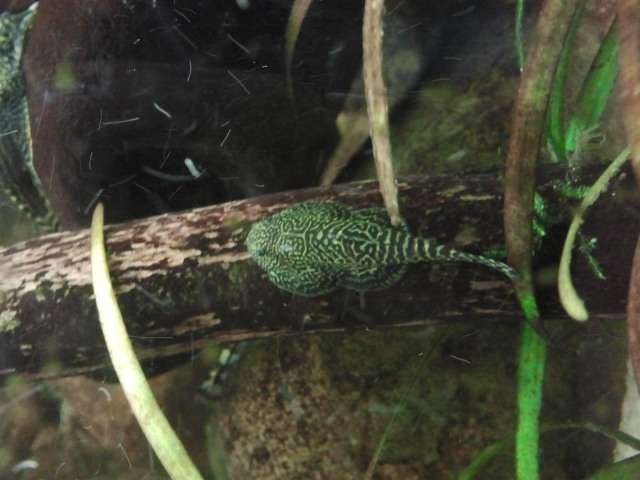 772837_0_82_sewelliajong1.jpg