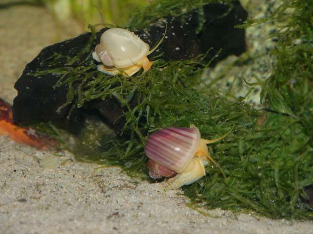 773515_0_82_aquariums_dec_13_002.jpg