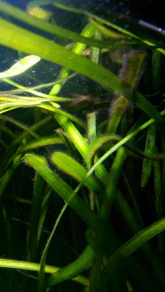 773872chellet_0_82_imag0242.jpg