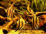 783615altum1981_0_82_p6210011_2.jpg