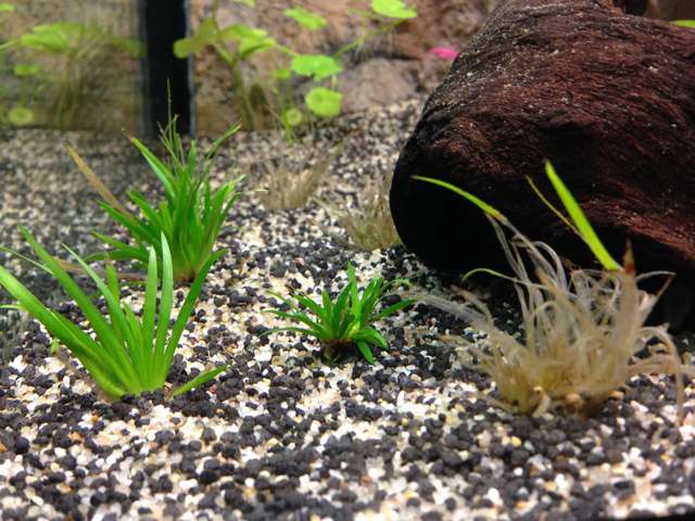 785775matin_0_82_plant_aquarium_003.jpg