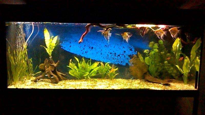 787233kenaquarium_0_82_10729046_963202133696639_178789484_n.jpg