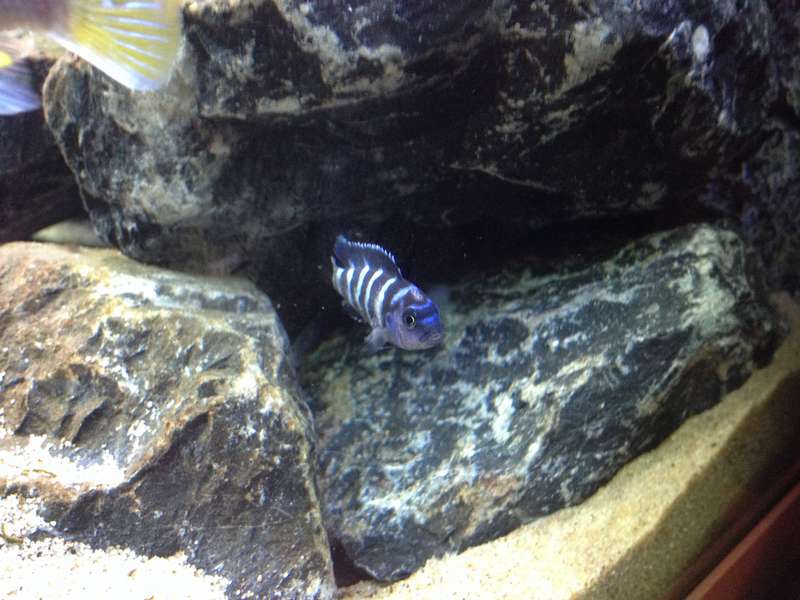789417_0_82_demasoni_alive_6.jpg