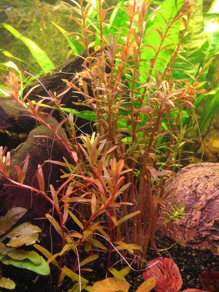 791546mhuibers_0_82_plant_aquarium4.jpg