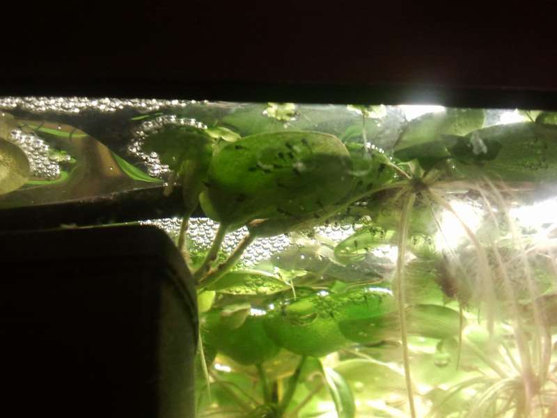 795266_0_82_gourami.jpg