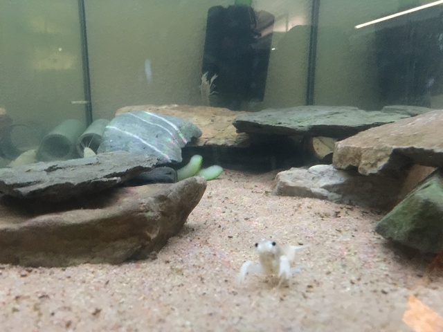 799253pirke64_0_85_aquariu.jpg