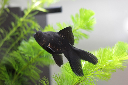 7AK5qoKJ-1er-9SHYbG5zIZRW9YcdeAk.jpeg 7AK5qoKJ-1er-9SHYbG5zIZRW9YcdeAk.jpeg