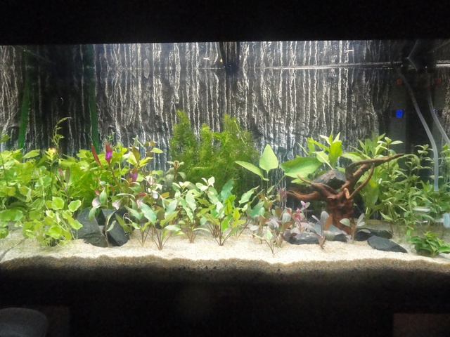 811877martinc_0_85_aquariu.jpg
