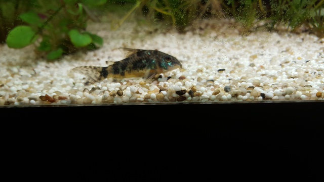 819887ricky697_0_85_aquariu.jpg