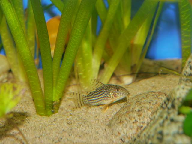 823132_0_82_aquariums_dec_13_055.jpg