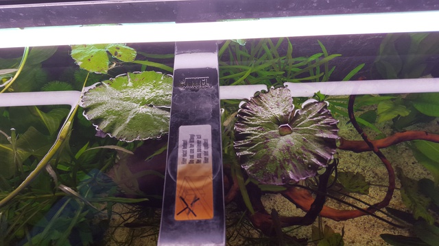 827983ricky697_0_85_aquariu.jpg