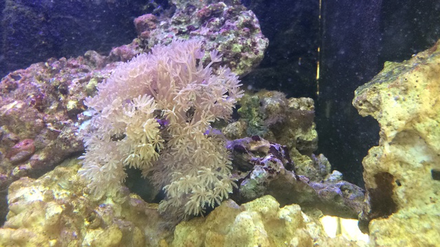 833324aquaria17_0_84_image1.jpg