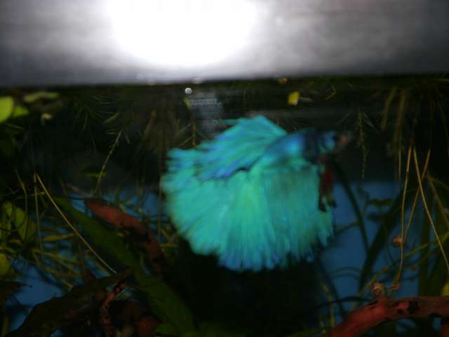834586_0_82_aquariums_jan_2014_038.jpg