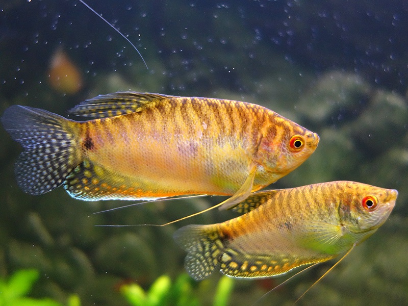 837693biljoenblik_0_85_aquaforu.jpg