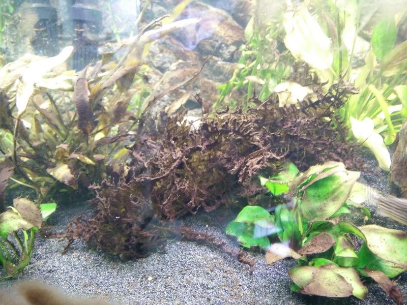 837892tribbus88_0_85_aquariu.jpg
