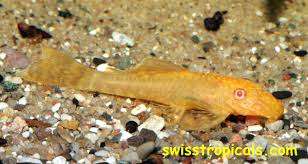 838333_0_82_ancistrus_vrouw_albino.jpg