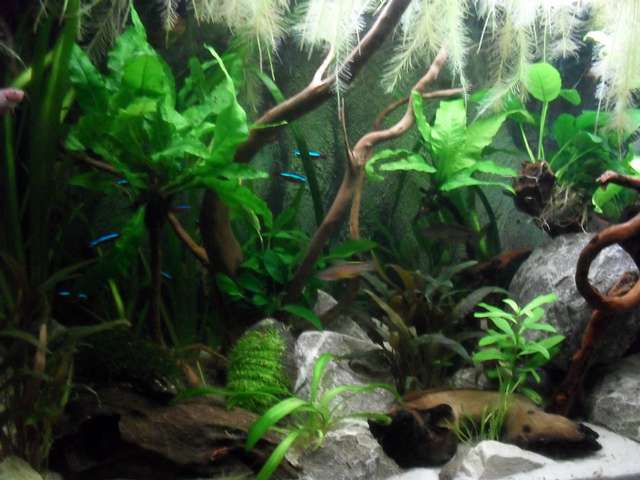 838989sven_de_graef_0_82_foto_s_aquarium_sven_005.jpg
