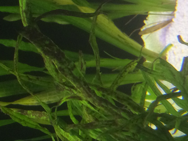 841655gremlin_0_85_cameraalbu.jpg