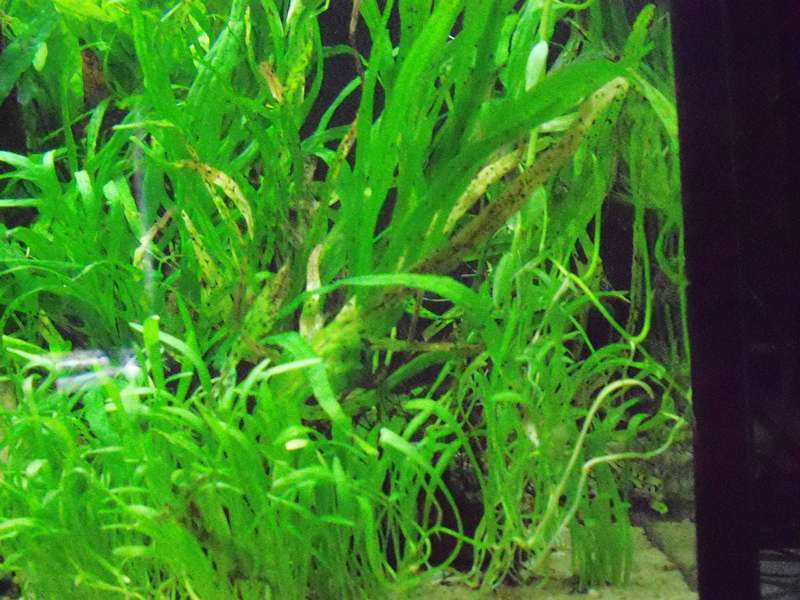 846222deplantenman_0_82_foto_aquarium_012.jpg