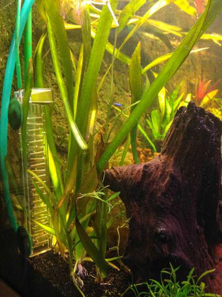 847739mhuibers_0_82_plant_aquarium13.jpg