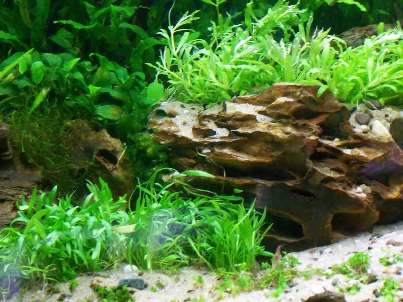 851794deplantenman_0_82_3614_planten_007.jpg