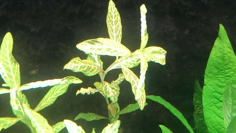 852911straatklinkerfm_0_82_20141113_14.jpg