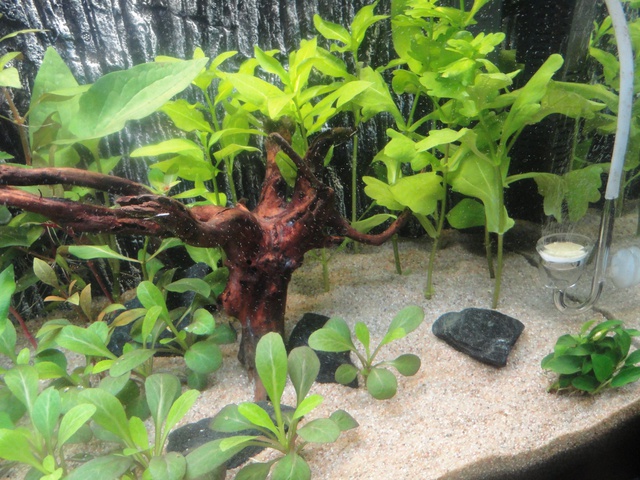 854565martinc_0_85_aquariu.jpg