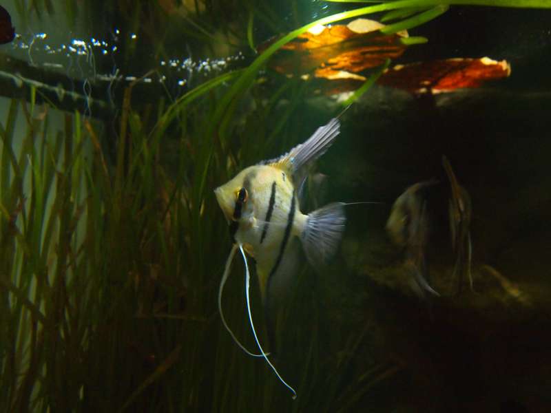 855576puntdrukker_0_82_pa277850.jpg
