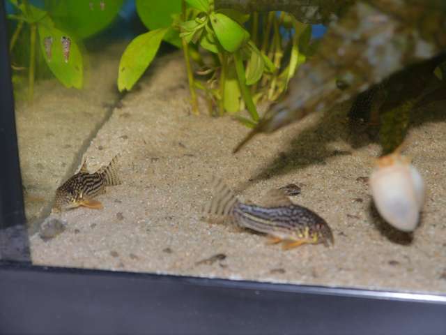 856911_0_82_aquariums_jan_2014_032.jpg
