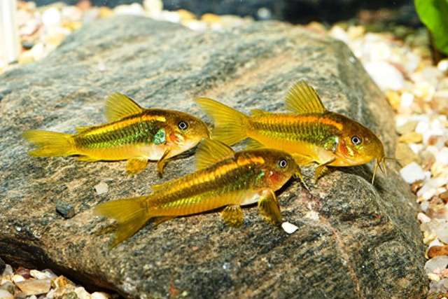 857814_0_82_corydoras_1.jpg