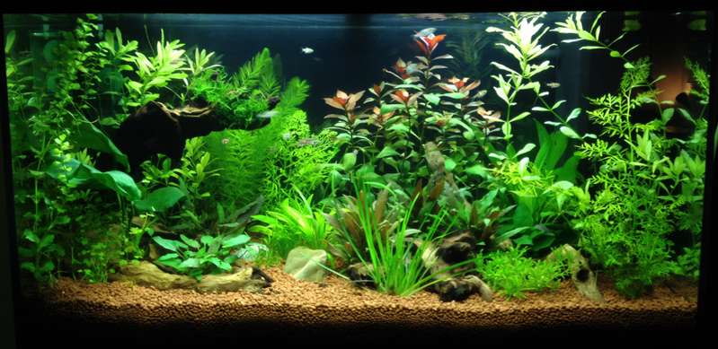 864297butternutsquash_0_82_4_aquarium_verbouwing.jpg