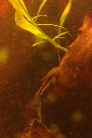 871581lique_0_82_20131118_21.jpg
