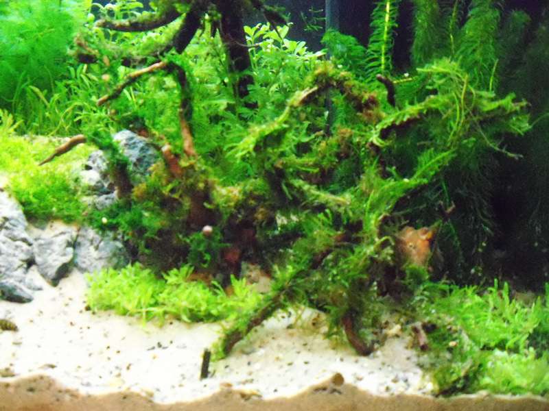 876491deplantenman_0_82_foto_aquarium_009.jpg
